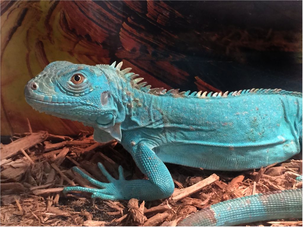 Blue iguana Repticon
